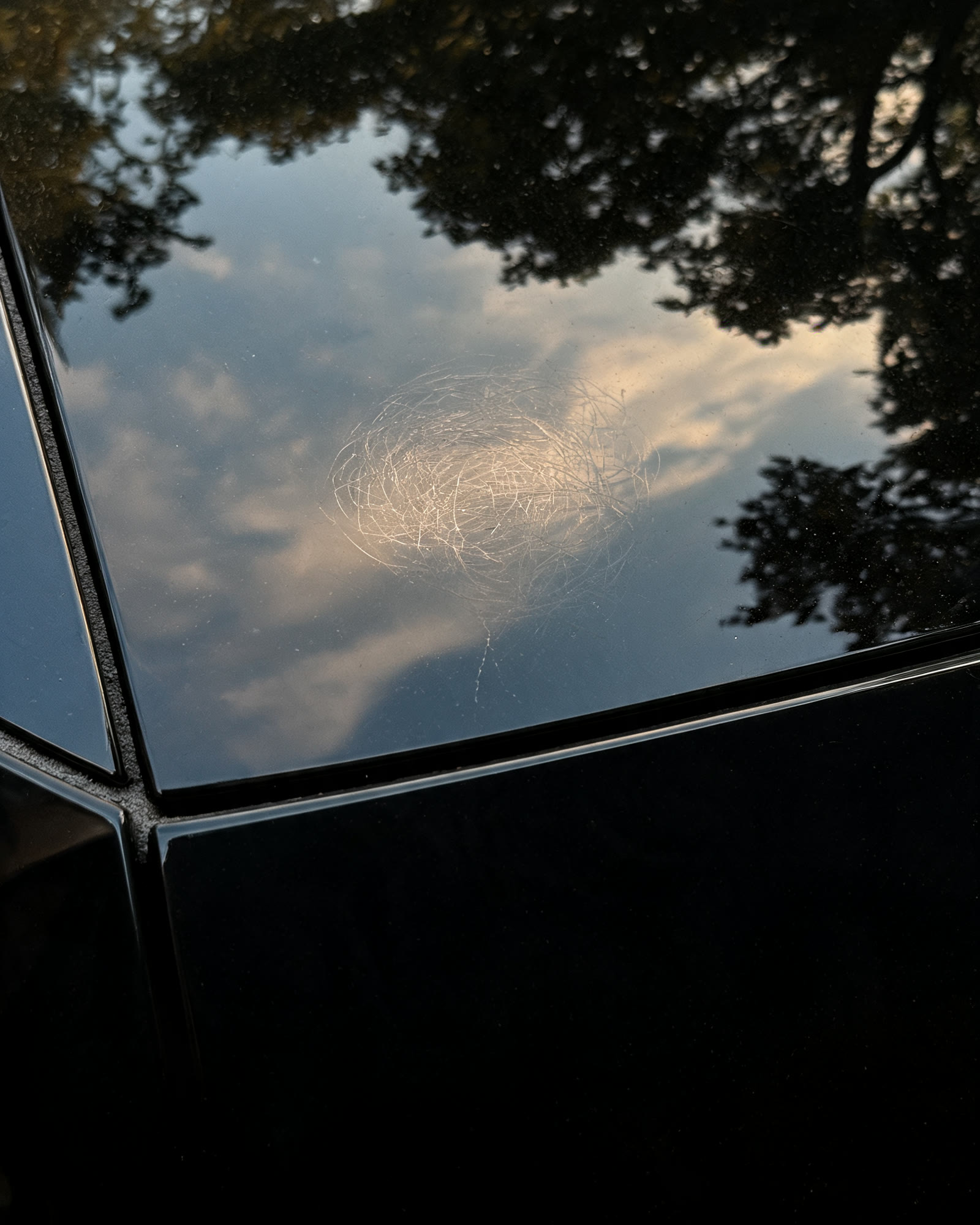Reflexo de árvores sobre a capota escura, com a cor mudando conforme o ângulo da luz.